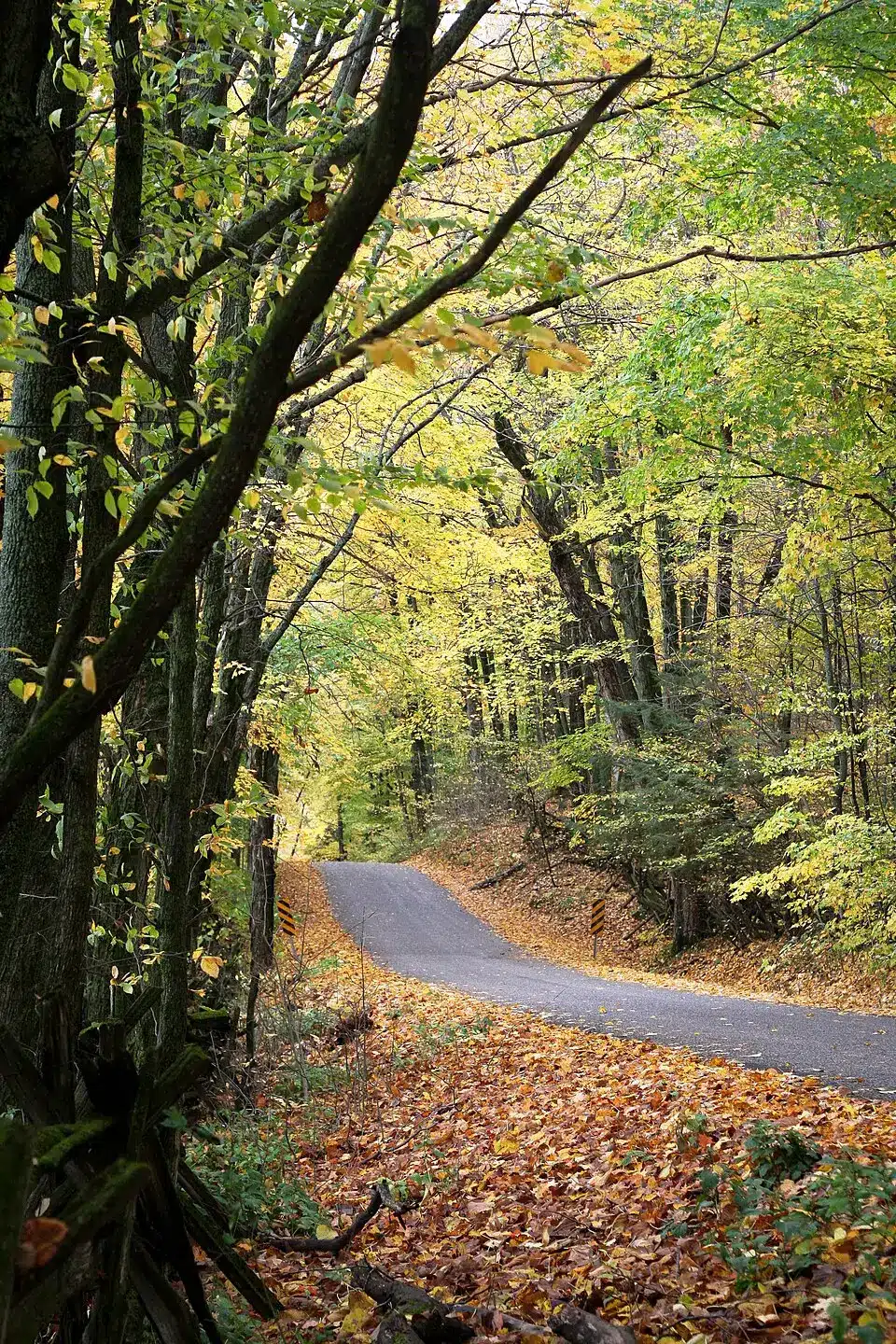 tree canopy over a road in ennismore